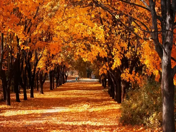 Zdjęcie: Barwy jesieni na Jurze