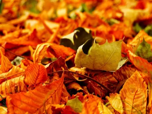 Zdjęcie: Barwy Jesieni na Jurze